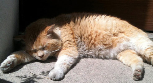 Ruhende Katze